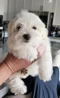 EMMA , a female Maltese for sale in Las Vegas, NV – 3 of 7