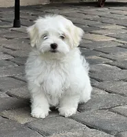 EMMA , a female Maltese for sale in Las Vegas, NV – 2 of 7