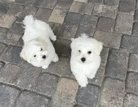 EMMA , a female Maltese for sale in Las Vegas, NV – 7 of 7
