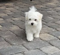 EMMA , a female Maltese for sale in Las Vegas, NV – 6 of 7