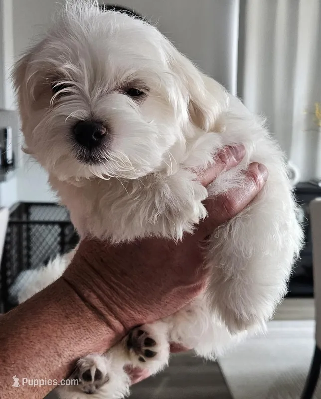 EMMA  – Maltese puppy for sale in Las Vegas, NV