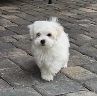 EMMA , a female Maltese for sale in Las Vegas, NV – 5 of 7