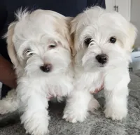 EMMA , a female Maltese for sale in Las Vegas, NV – 4 of 7