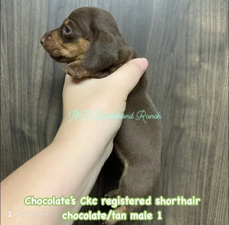 Ckc chocolate/tan male – Miniature Dachshund puppy for sale in Hondo, TX