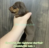 Ckc chocolate/tan male, a male Miniature Dachshund for sale in Hondo, TX – 1 of 1