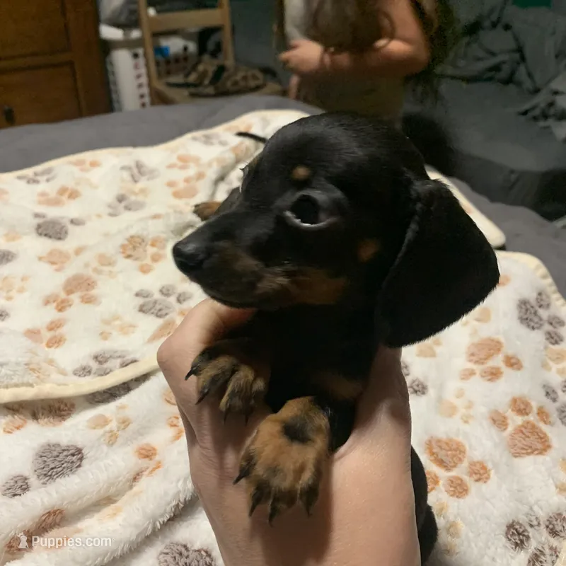 Black/tan shorthair male – Dachshund puppy for sale in Hondo, TX