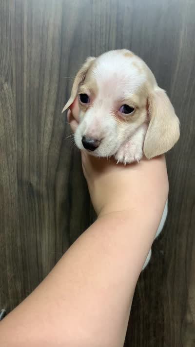 Ckc shorthair cream piebald female, a female Dachshund for sale in Hondo, TX – 2 of 2