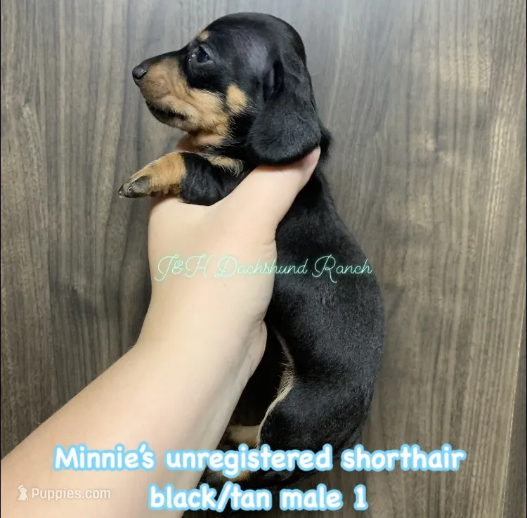 Black/tan male 1 – Dachshund puppy for sale in Hondo, TX