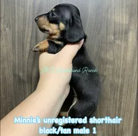 Black/tan male 1, a male Dachshund for sale in Hondo, TX – 1 of 3
