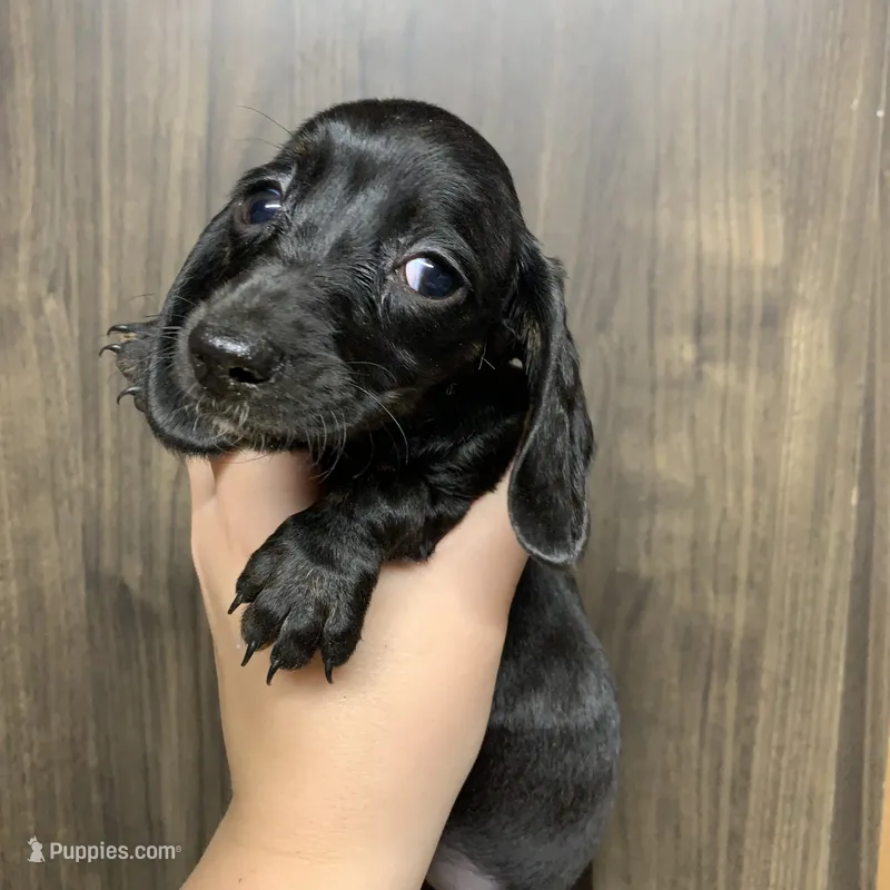 Ckc registered shorthair black/cream female – Miniature Dachshund puppy for sale in Hondo, TX