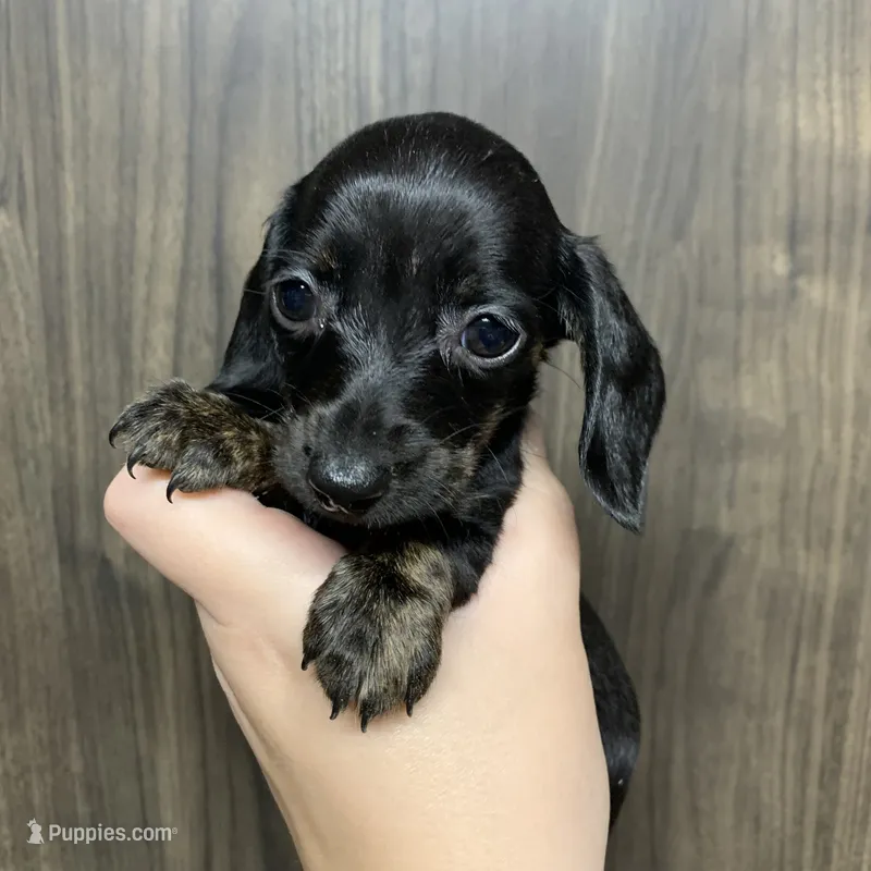 Ckc registered shorthair black/cream female – Miniature Dachshund puppy for sale in Hondo, TX