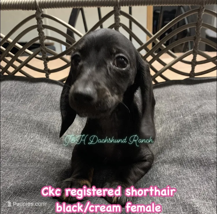 shorthair black/cream female – Miniature Dachshund puppy for sale in Hondo, TX