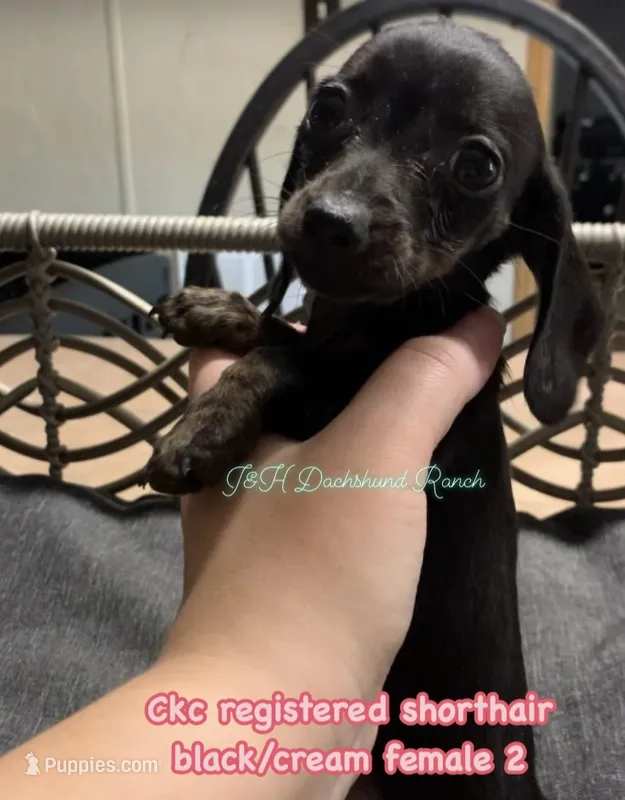 shorthair black/cream female – Miniature Dachshund puppy for sale in Hondo, TX
