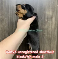 Black/tan shorthair male, a male Dachshund for sale in Hondo, TX – 2 of 3