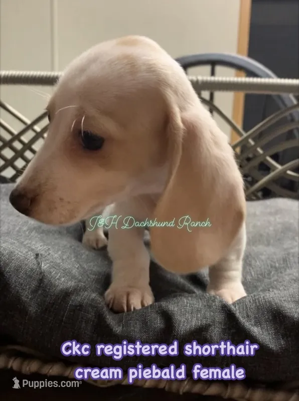 Ckc shorthair cream piebald female – Dachshund puppy for sale in Hondo, TX
