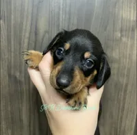 Black/tan shorthair male, a male Dachshund for sale in Hondo, TX – 3 of 3