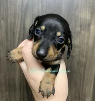 Black/tan male 1, a male Dachshund for sale in Hondo, TX – 2 of 3