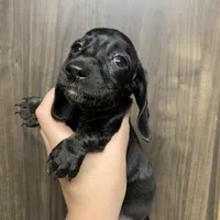 Ckc registered shorthair black/cream female, a female Miniature Dachshund for sale in Hondo, TX – 2 of 2