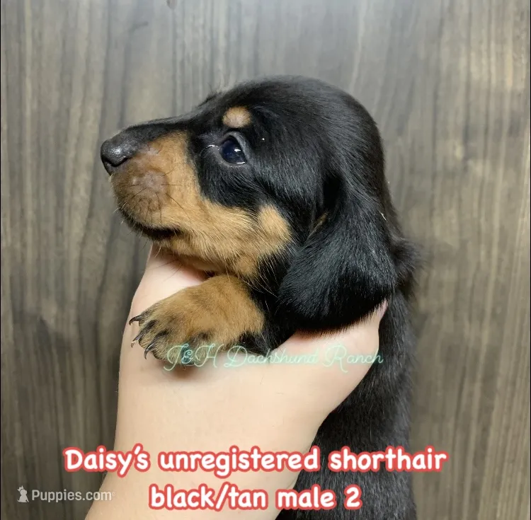 Black/tan shorthair male – Dachshund puppy for sale in Hondo, TX