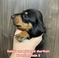 Black/tan shorthair male, a male Dachshund for sale in Hondo, TX – 1 of 3