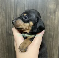 Black/tan shorthair male, a male Dachshund for sale in Hondo, TX – 3 of 3