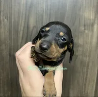 Black/tan shorthair male, a male Dachshund for sale in Hondo, TX – 2 of 3
