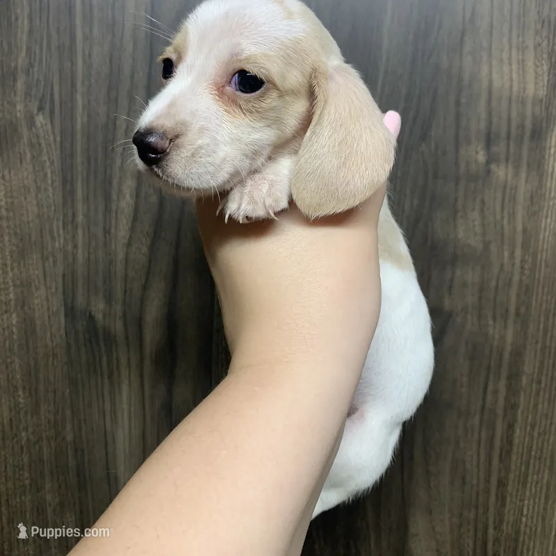 Ckc shorthair cream piebald female – Dachshund puppy for sale in Hondo, TX