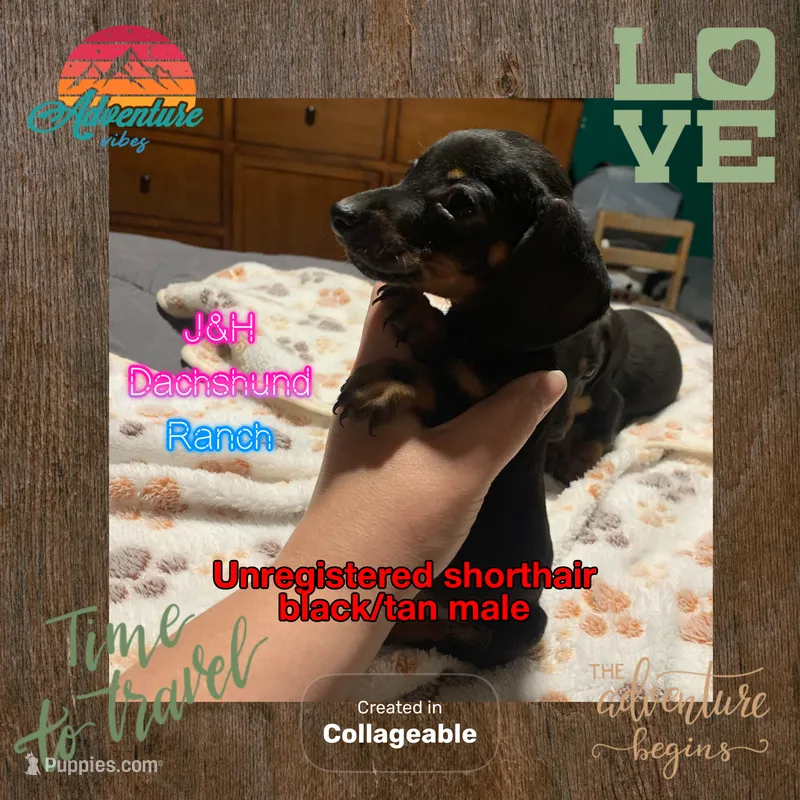Black/tan shorthair male – Dachshund puppy for sale in Hondo, TX