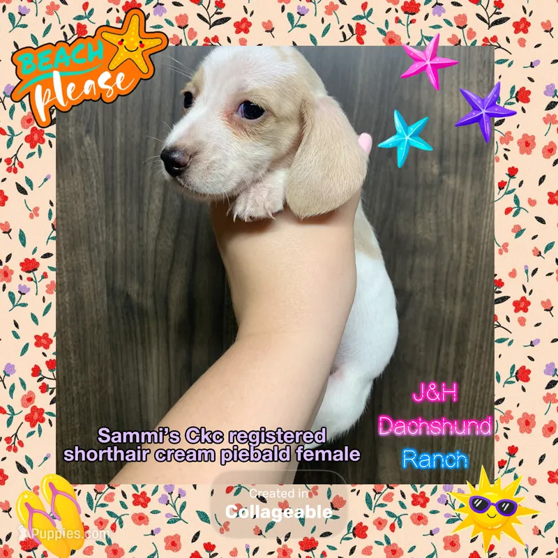 Ckc shorthair cream piebald female – Dachshund puppy for sale in Hondo, TX