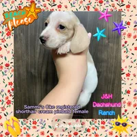 Ckc shorthair cream piebald female, a female Dachshund for sale in Hondo, TX – 1 of 2