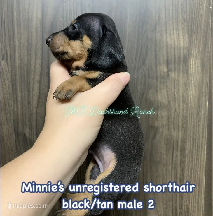 Black/tan shorthair male – Dachshund puppy for sale in Hondo, TX
