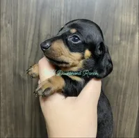 Black/tan male 1, a male Dachshund for sale in Hondo, TX – 3 of 3