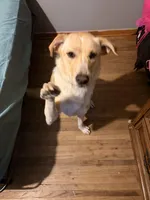 Rocky, a male Great Pyrenees and Labrador Retriever for sale in Algona, IA – Photo 3 of 4