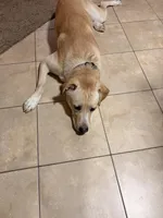 Rocky, a male Great Pyrenees and Labrador Retriever for sale in Algona, IA – Photo 4 of 4