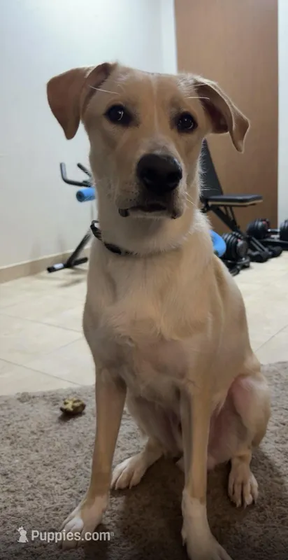 Rocky – Great Pyrenees, Labrador Retriever puppy for sale in Algona, IA
