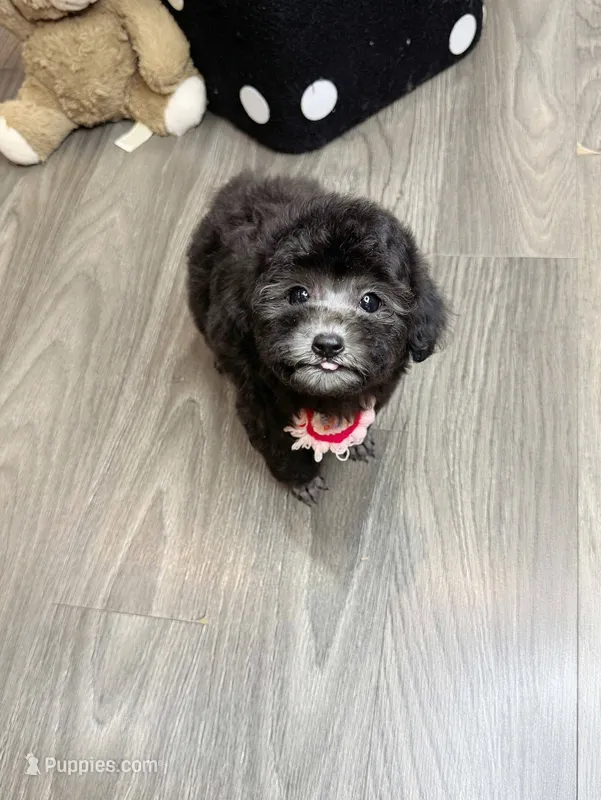 BLACKY – Poodle - Toy  puppy for sale in Atlanta, GA
