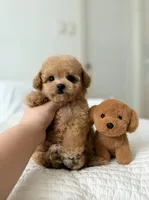 DADA, a male Poodle - Toy  for sale in Atlanta, GA – 2 of 3