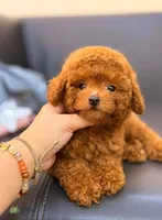 PARIS, a female Poodle - Toy  for sale in Atlanta, GA – 2 of 3