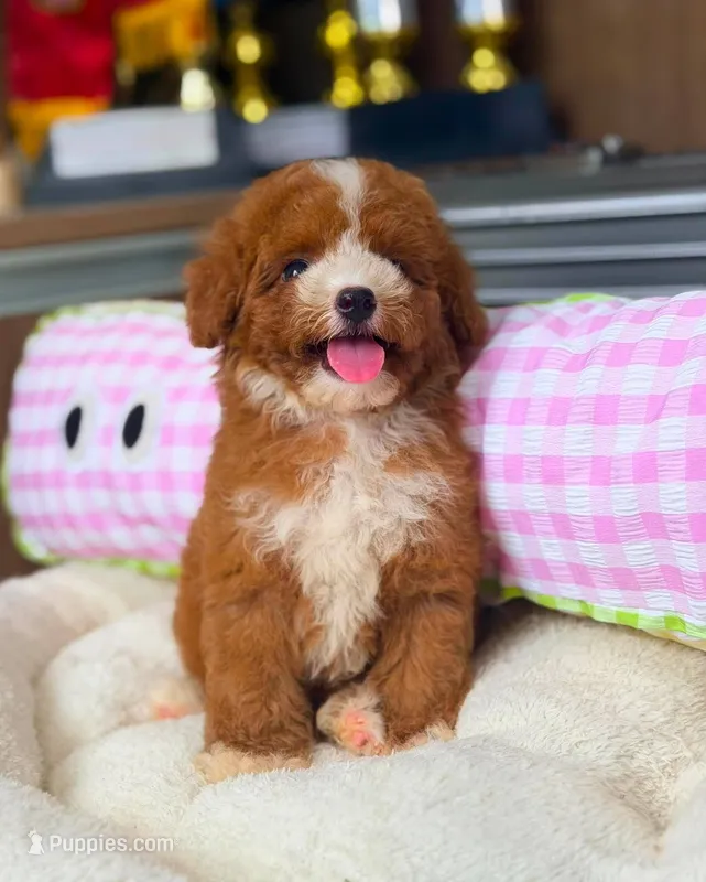 ZUES – Poodle - Toy  puppy for sale in Atlanta, GA