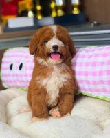 ZUES, a male Poodle - Toy  for sale in Atlanta, GA – 1 of 3