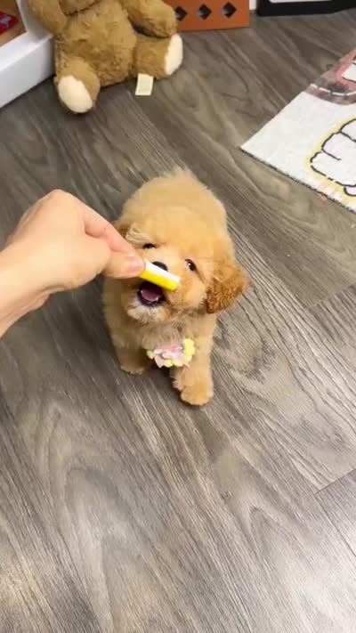 JIM, a female Poodle - Toy  for sale in Atlanta, GA – 4 of 4