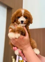 ZUES, a male Poodle - Toy  for sale in Atlanta, GA – 3 of 3