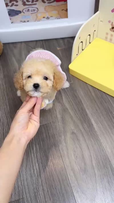 QUEEN, a female Poodle - Toy  for sale in Atlanta, GA – 4 of 4