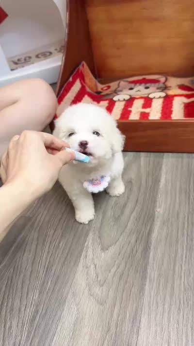 WHITE, a female Poodle - Toy  for sale in Atlanta, GA – 4 of 4