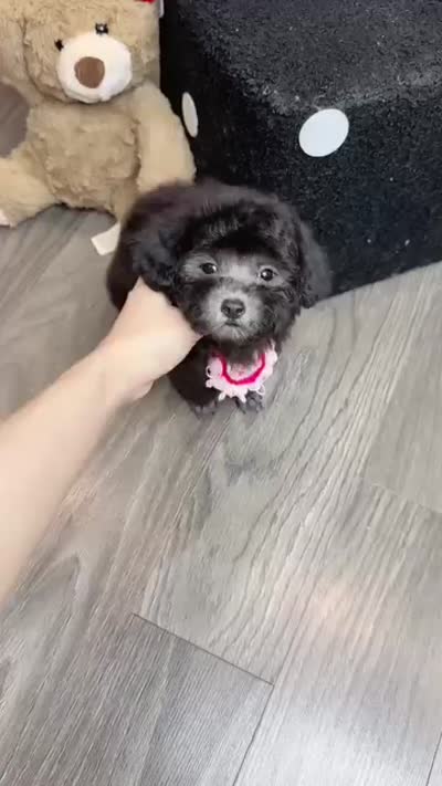 BLACKY, a male Poodle - Toy  for sale in Atlanta, GA – 5 of 5