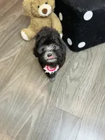 BLACKY, a male Poodle - Toy  for sale in Atlanta, GA – 4 of 5