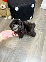 BLACKY, a male Poodle - Toy  for sale in Atlanta, GA – 2 of 5
