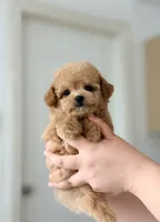 DADA, a male Poodle - Toy  for sale in Atlanta, GA – 3 of 3