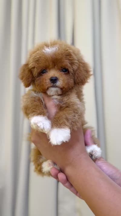 MAX, a male Poodle - Toy  for sale in Atlanta, GA – 3 of 3