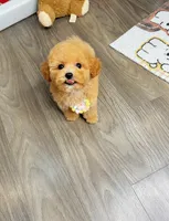 JIM, a female Poodle - Toy  for sale in Atlanta, GA – 2 of 4